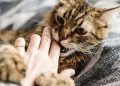 Giải Mã Ý Nghĩa Nằm Mơ Thấy Mèo Cắn Vào Tay Đánh Con Gì?