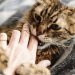 Giải Mã Ý Nghĩa Nằm Mơ Thấy Mèo Cắn Vào Tay Đánh Con Gì?